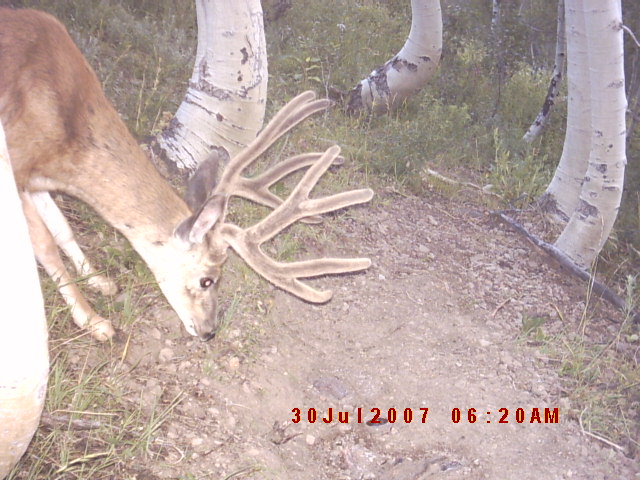 Couple more buck pics from trailcamera #2