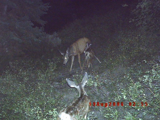 Trail cam pics