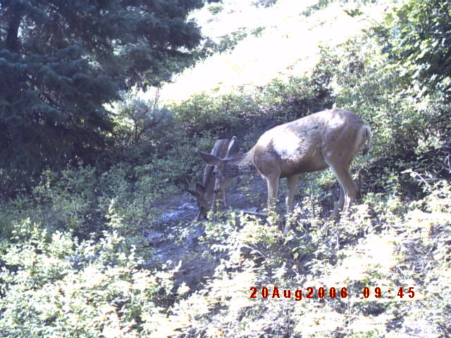 Trail cam pics