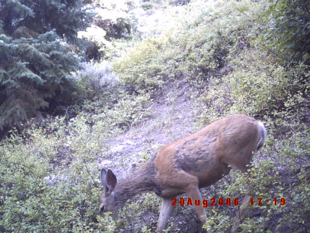 Trail cam pics