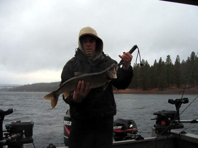 Lake Trout