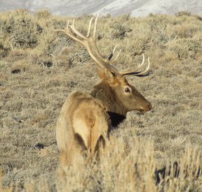 The second elk walks away after NDOW staff were forced to physically separate him from another elk.