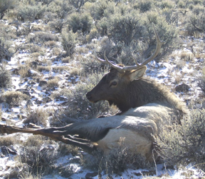 A bull elk, minus half an antler, recuperates from his ordeal.