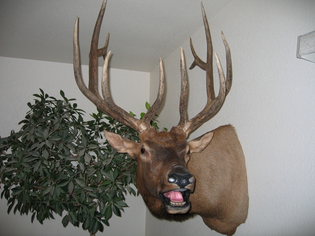 2006 elk mount