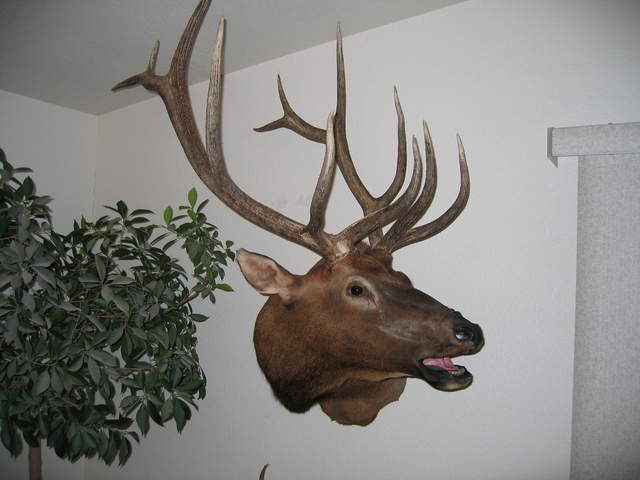 2006 elk mount