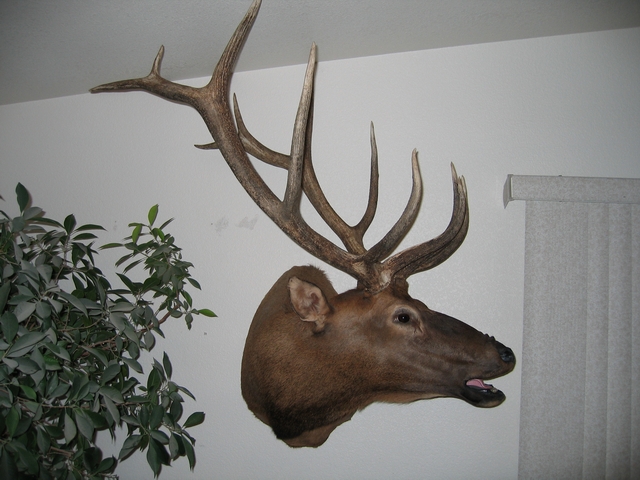 2006 elk mount