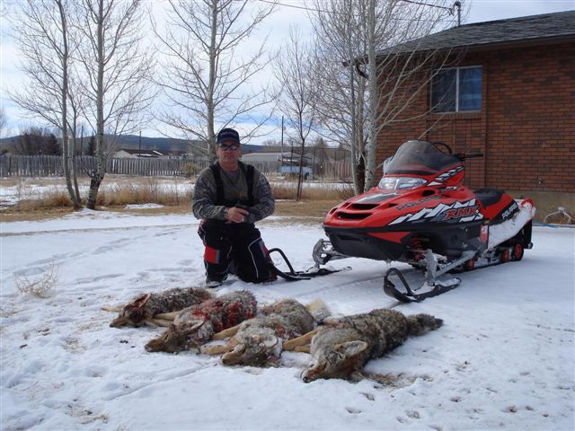 Dad&#039;s Coyote&#039;s from this morning