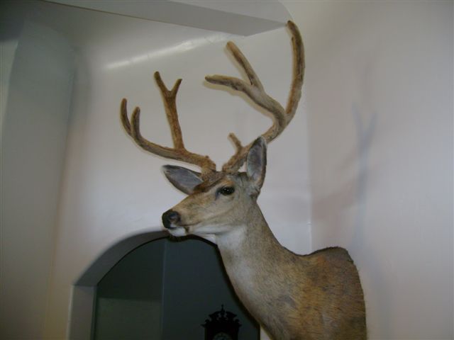 Back from the Taxidermy