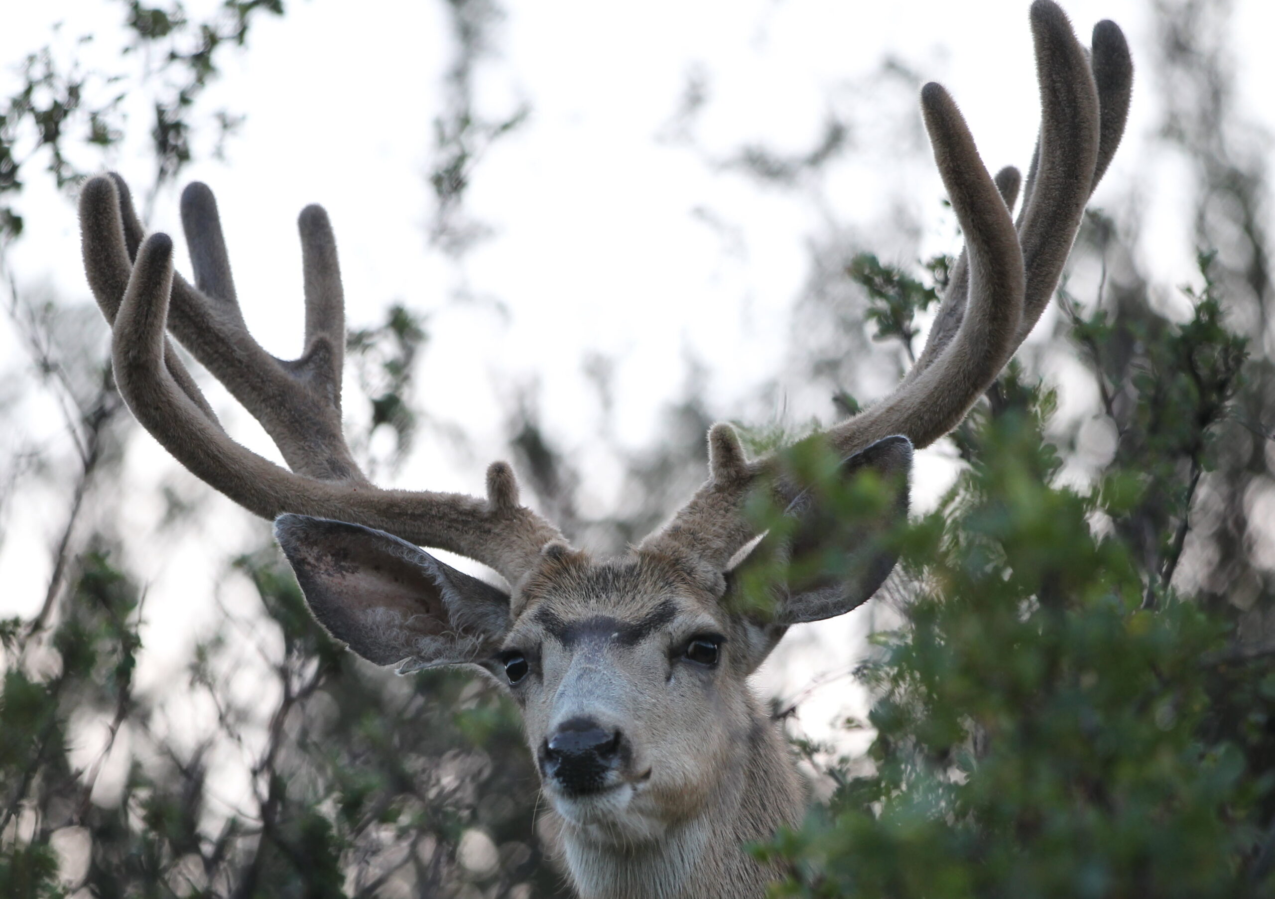 Big Bad Muley