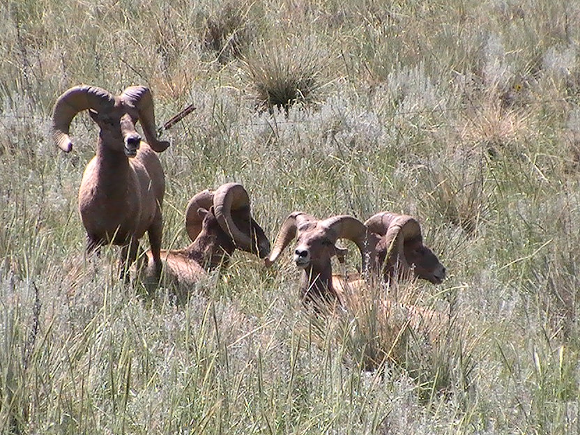 A few Big Horns 2009