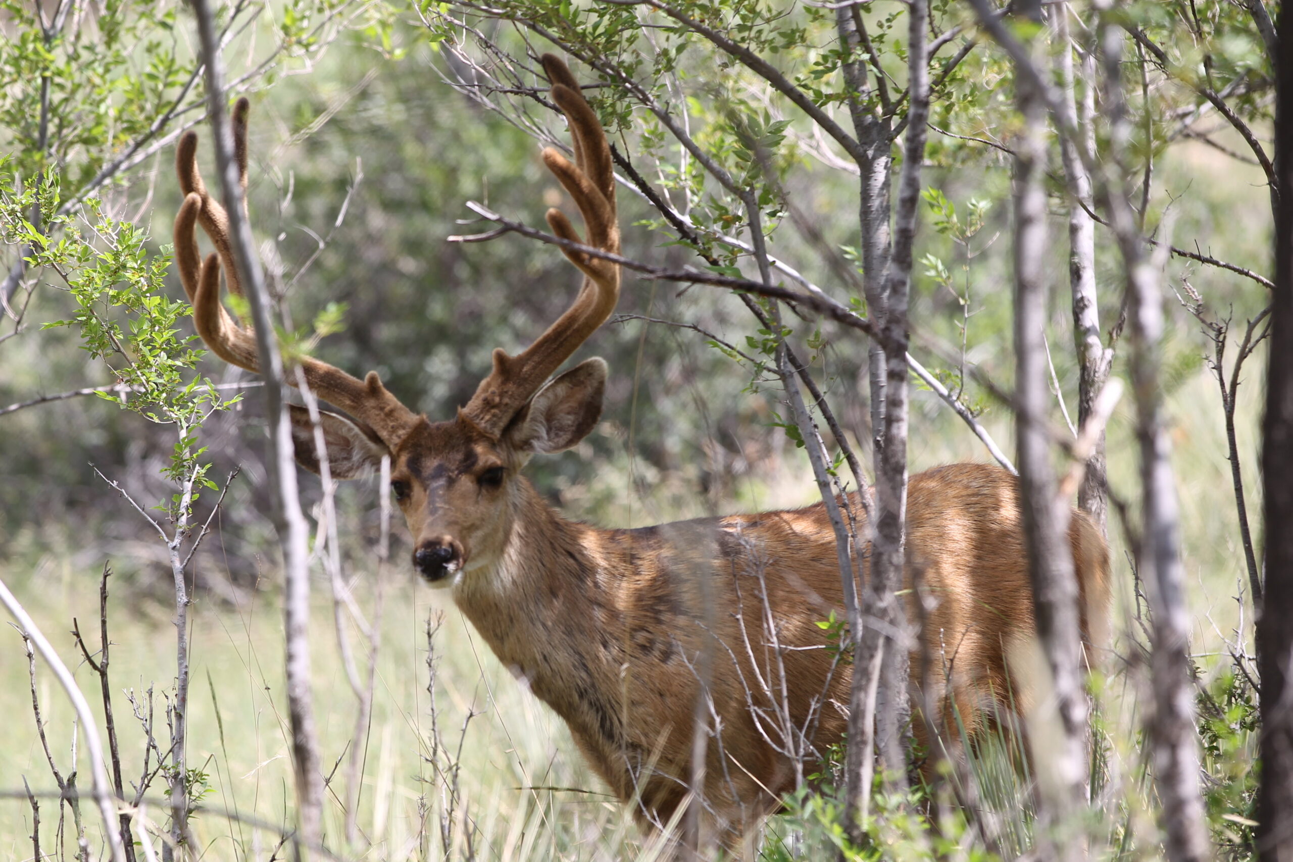 Muley In The Aspens