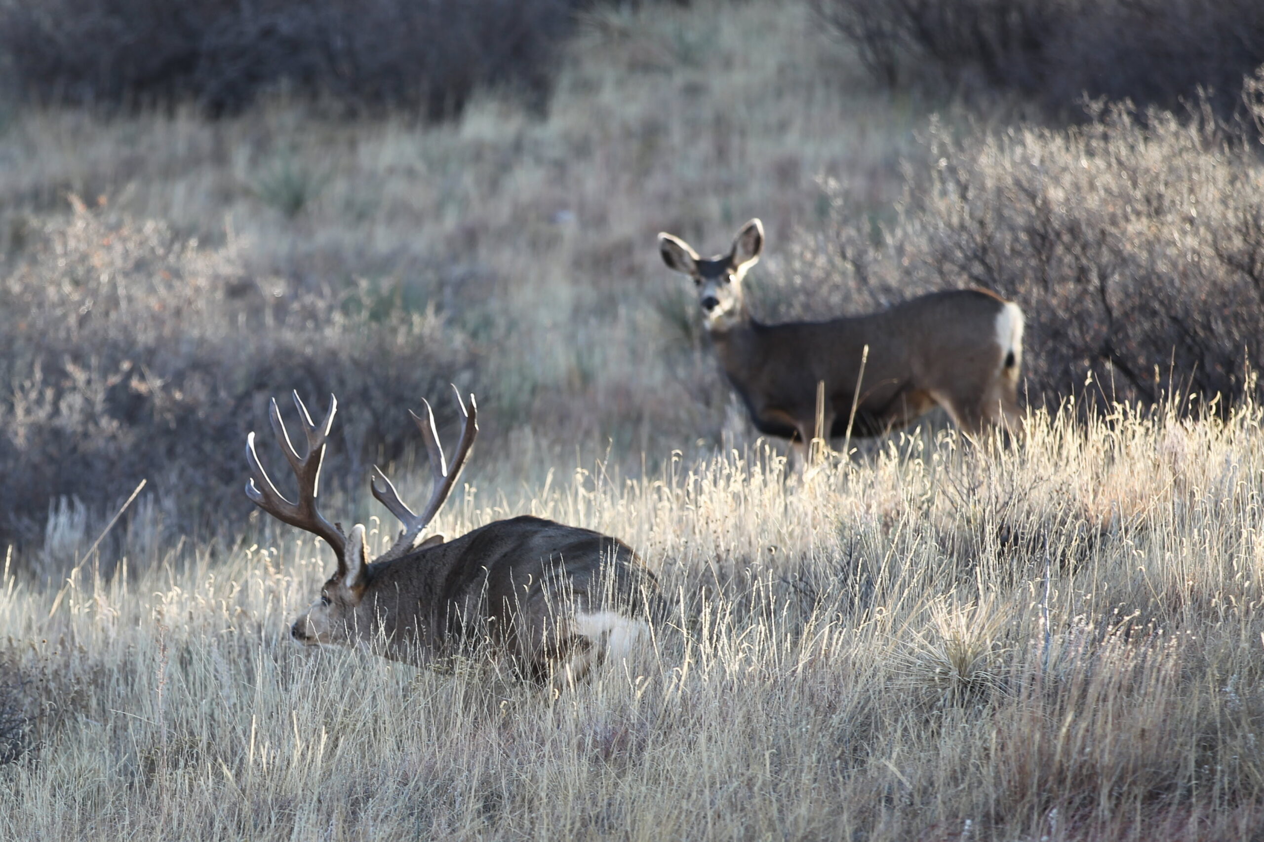 Muley In The Rut