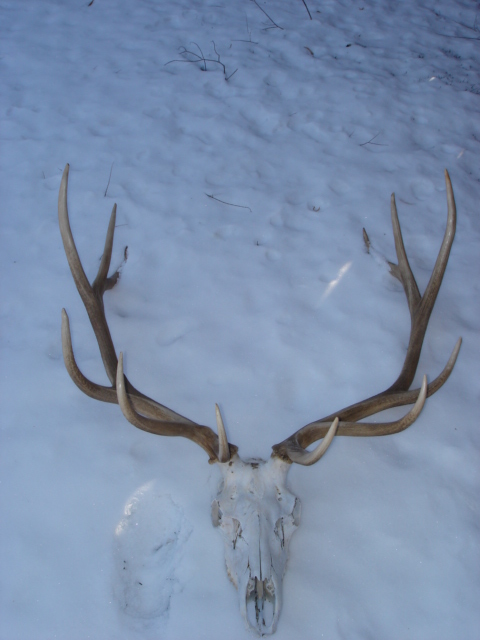 montana elk