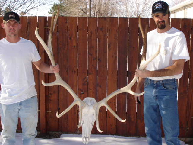 montana elk