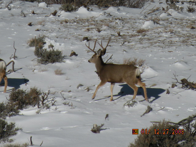 Winter bucks