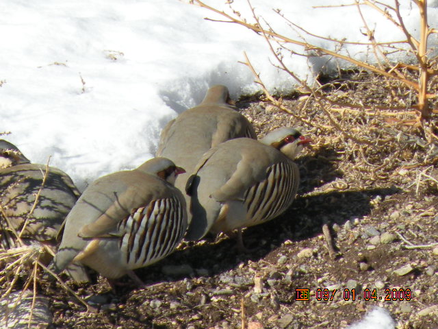 Pretty birds!!