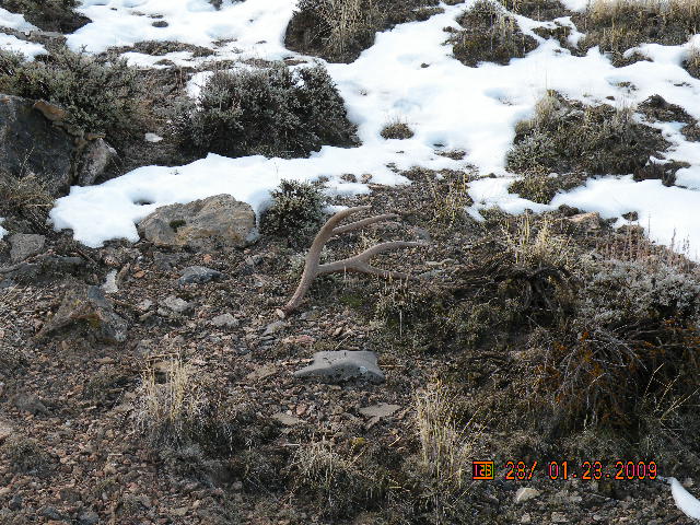 this is how I found it almost steped on it, that first one always suprises me!!!
