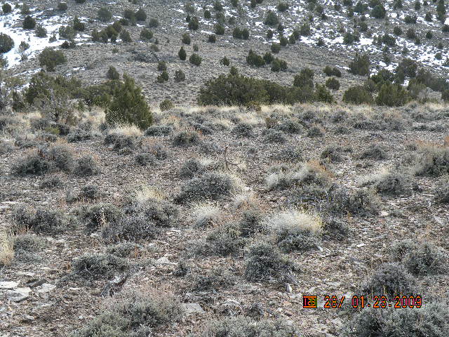 this is how I spotted this four point , never found one stuck up in the dirt like this before