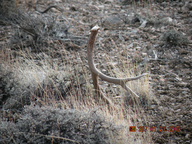 heres the shed from the buck in the fifth pic, found it just like this!