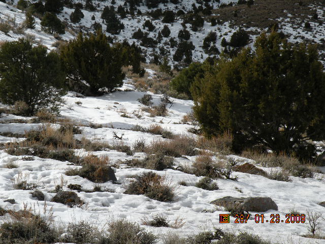 can you spot the shed in this pic????