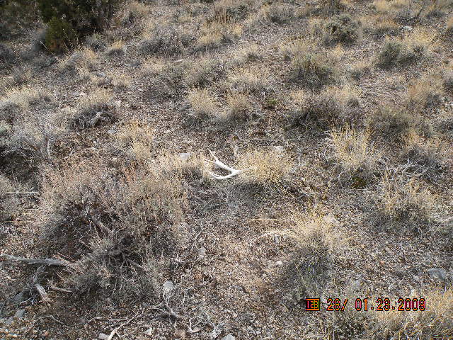 nice year old four point
