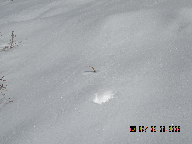 spotted this nice two point about 100 yds had to check it out and was suprised it was a shed , no tracks around must have dropped really early