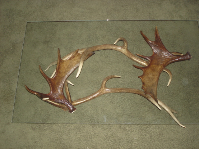 Newest wild antler creation