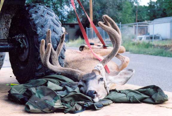 Ryan Thompson&#039;s 22&amp;quot; Central Utah Buck - 2004 Archery