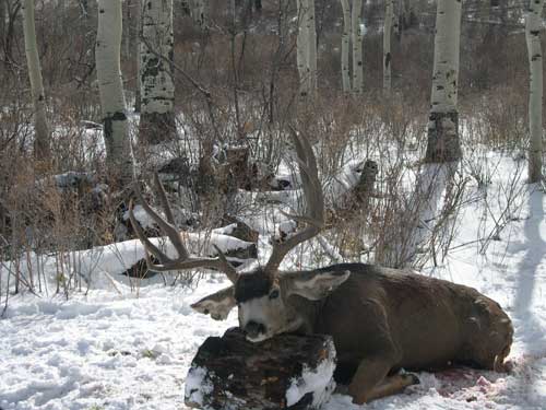 Colorado Mule Deer - 2003

	