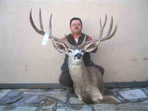 Desert Mule deer hunted in Sonora Mexico