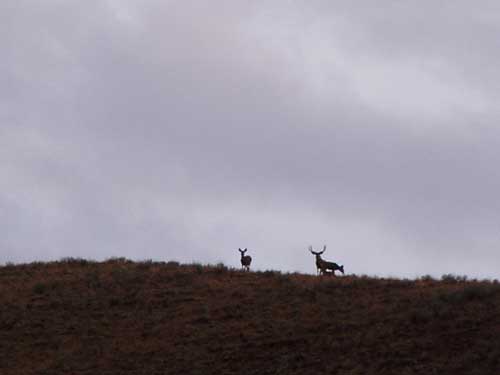 Picture taken just before this buck was poached.