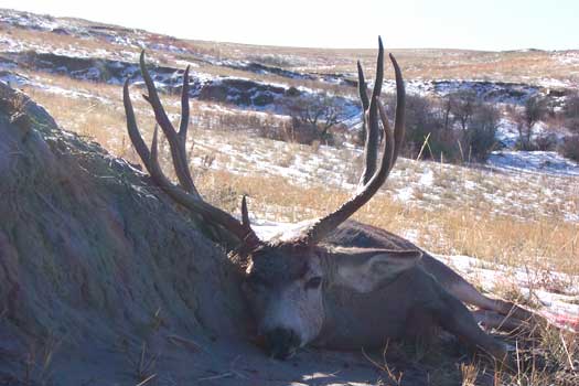 South Dakota Muley