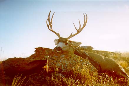 &amp;quot;I shot this buck at 250 yds on the opening morning of Montana&#039;s rifle season. †This was the first time I have ever been M