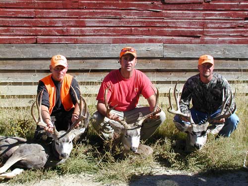 3 Fine Wyoming Mule Deer.