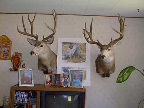 More of Cole Brown&#039;s Big Mulies