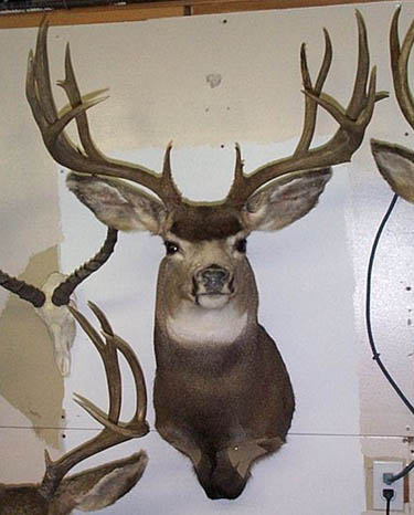 Same buck as the one to the left, almost completed at the Taxidermist.