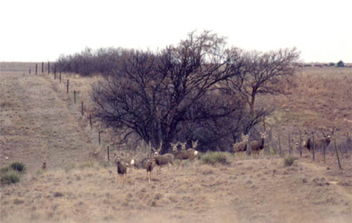 Mule Deer Group the day before the hunt in Kansas, the far right buck is the one Casey harvested.  The other buck was never seen