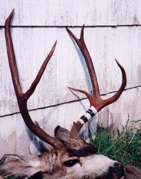 Jason Jaramillo harvested this unusual buck during the 2002 rifle season.
Way to go primo!!