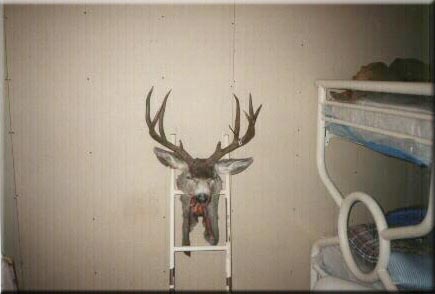 Michaels 23 1/2&amp;quot; Texas buck taken in 2000.  It has 5 3/4&amp;quot; bases with 13&amp;quot; back tines.  Thanks!