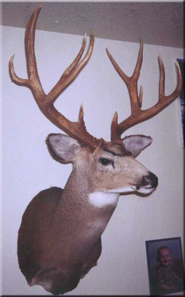 Teds father shot this buck in the 1970&#039;s, at the time it was believed to be the state record. Taken ourside of Virgin, UT.