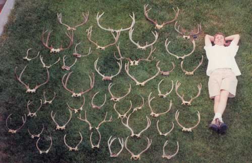 Horns that have been taken by numerous hunters over the years.