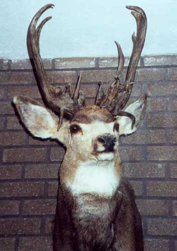 Isaac Bundy took this buck in 1999 in Southern Utah.  Very unique buck, thanks Isaac!