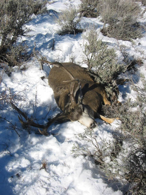 Colorado Buck cont.  2002