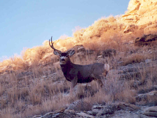 Shorty Bess - Book Cliffs, UT