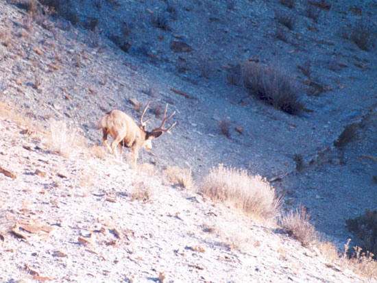 Shorty Bess - Book Cliffs, UT