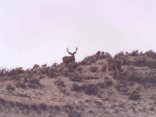 Shorty Bess - Book Cliffs, UT