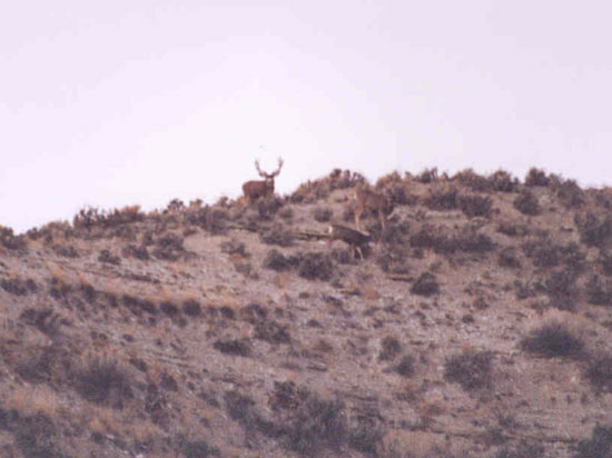 Shorty Bess - Book Cliffs, UT