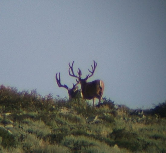 Steve Barker - Utah