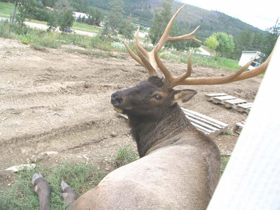 Tyner Cervantes - Mescalero Apache Reservation, New Mexico.