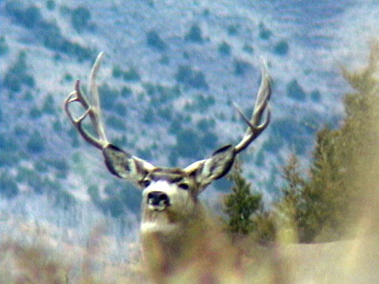 Darren Holden - Central Utah